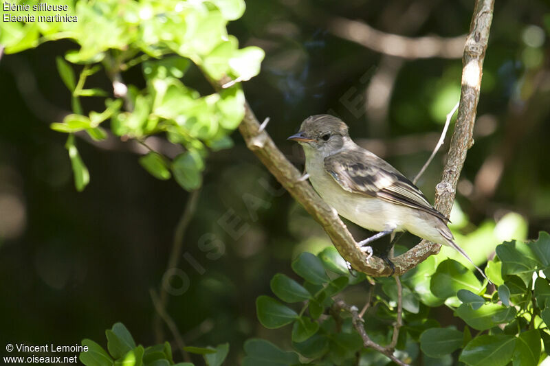 Caribbean Elaeniaimmature