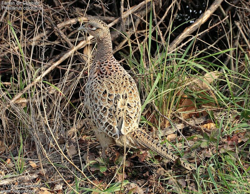 Common Pheasant