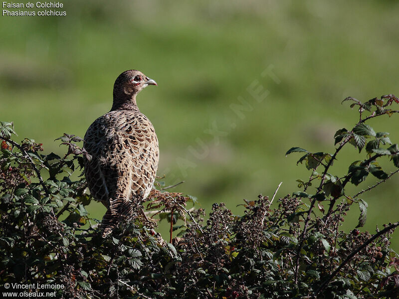 Common Pheasant female