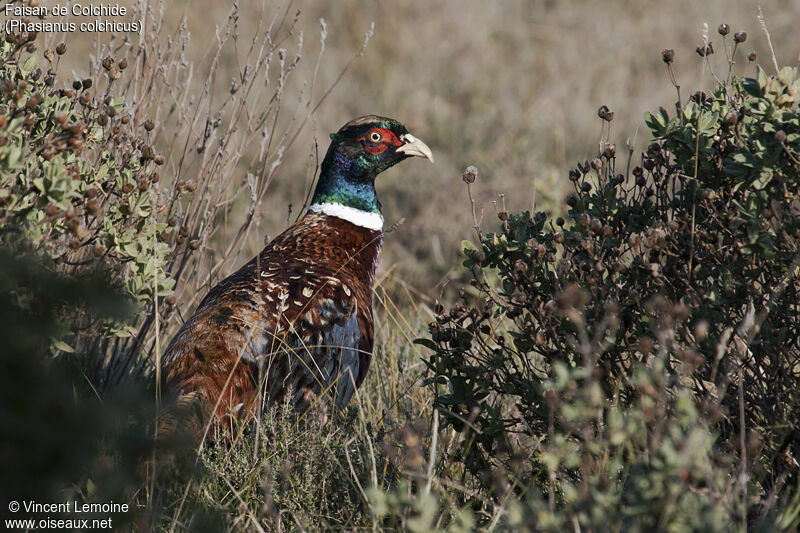 Common Pheasant male adult, close-up portrait