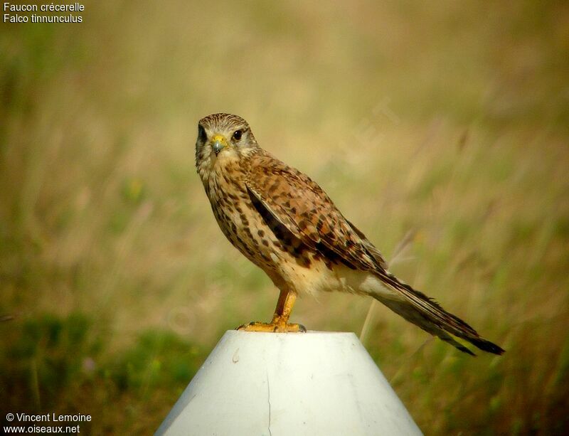 Common Kestrel female adult