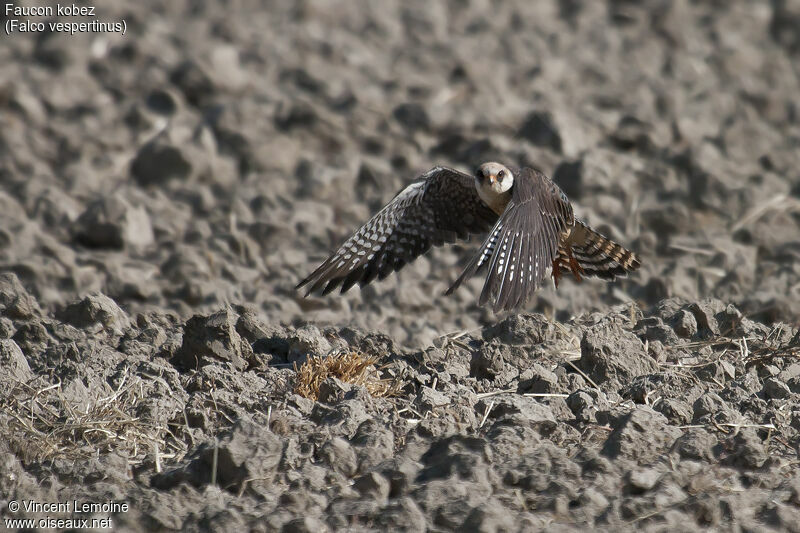 Red-footed Falcon female adult