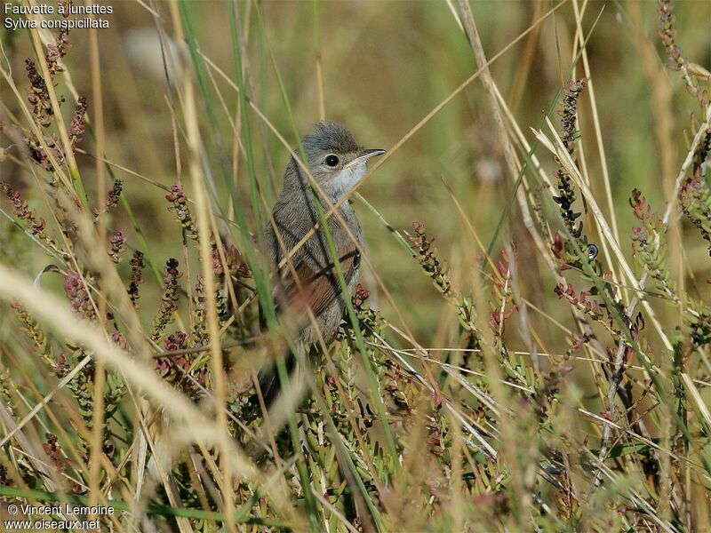 Fauvette à lunettes, identification