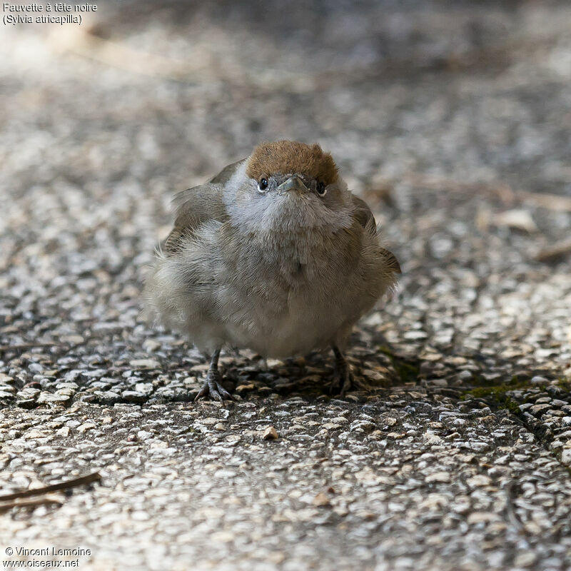 Eurasian Blackcap female adult