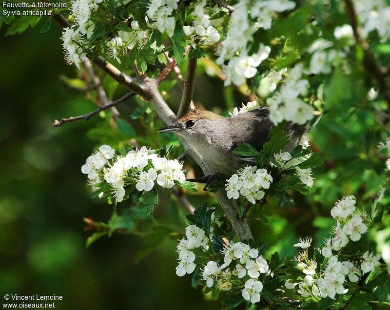 Eurasian Blackcap female adult