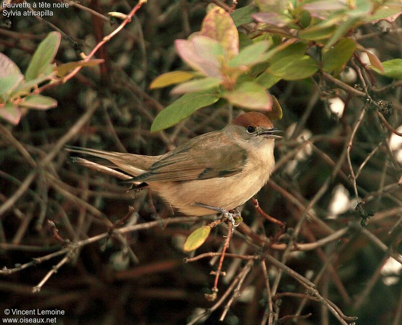 Eurasian Blackcap female adult