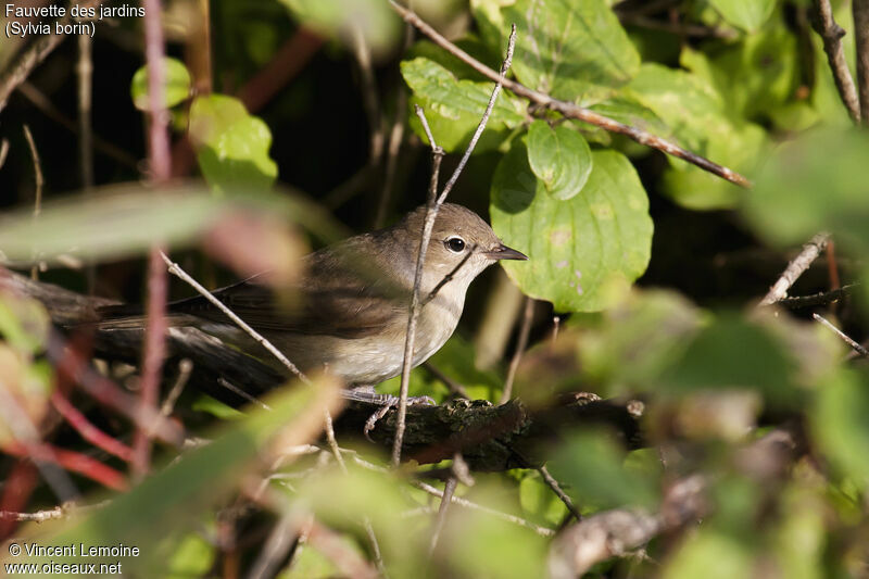 Garden Warbler