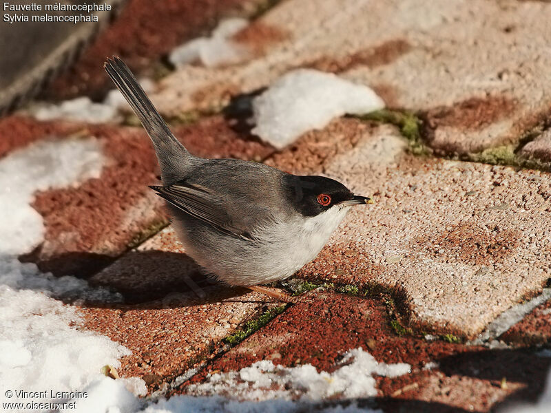 Sardinian Warbler male adult