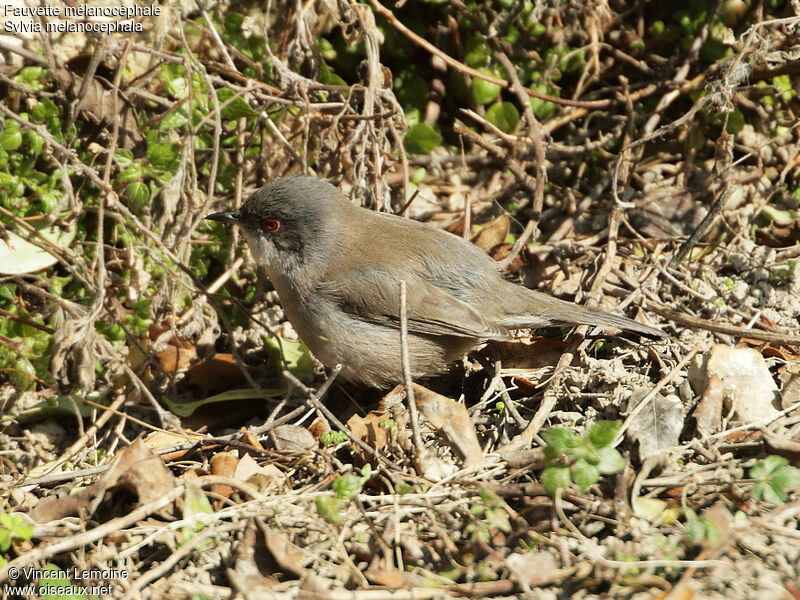 Sardinian Warbler female adult