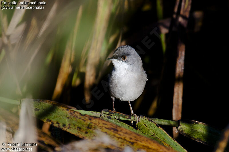 Sardinian Warbler female