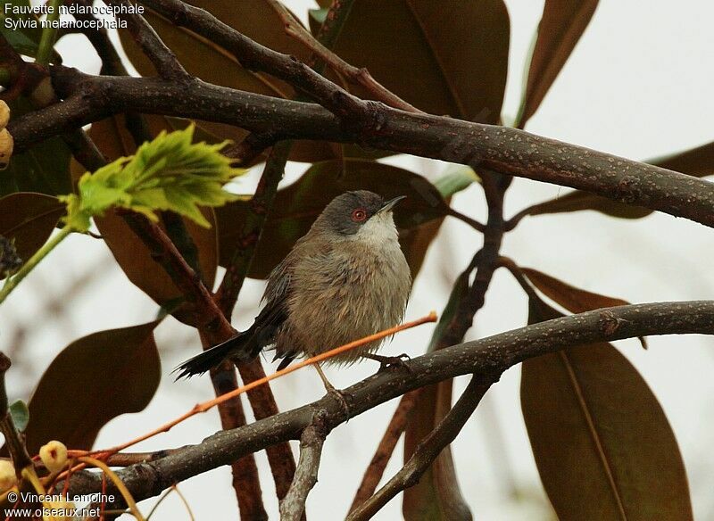 Sardinian Warbler female adult