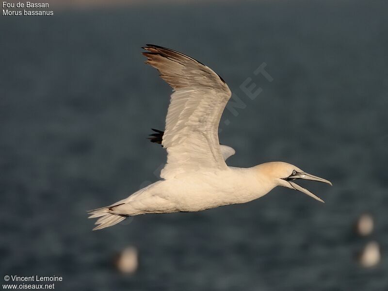 Northern Gannetadult, Flight