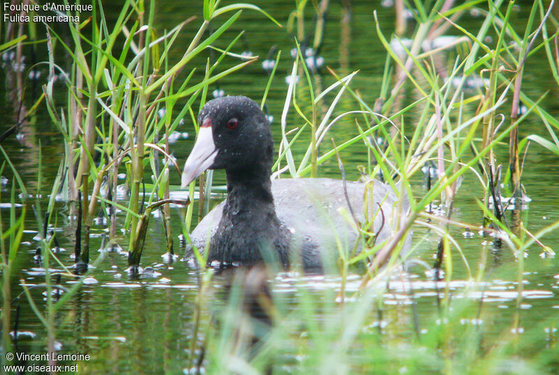 American Cootadult