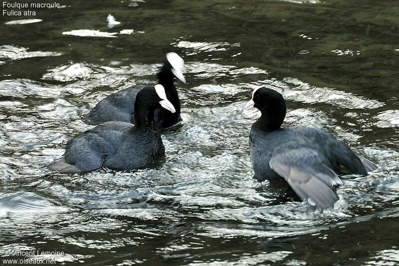 Eurasian Coot