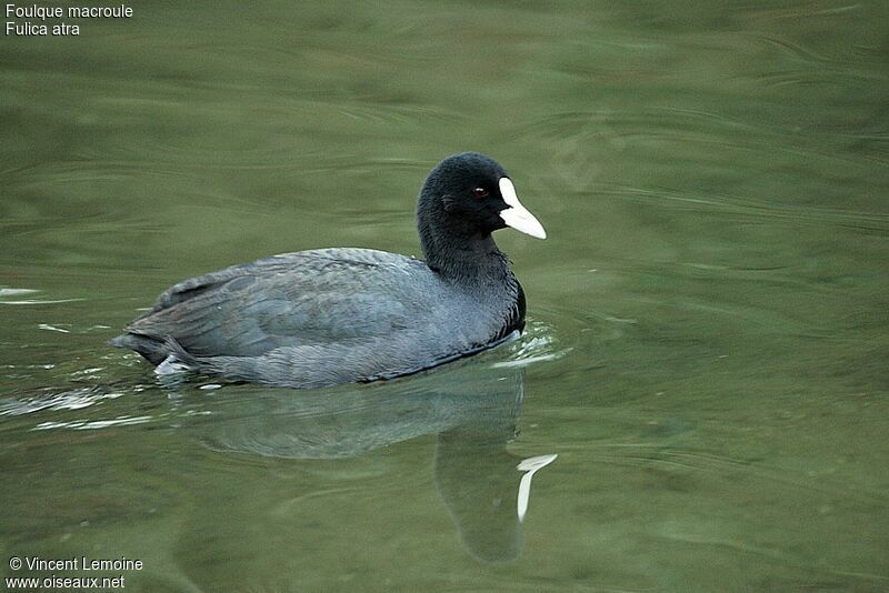 Eurasian Coot