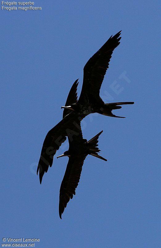 Magnificent Frigatebird male adult