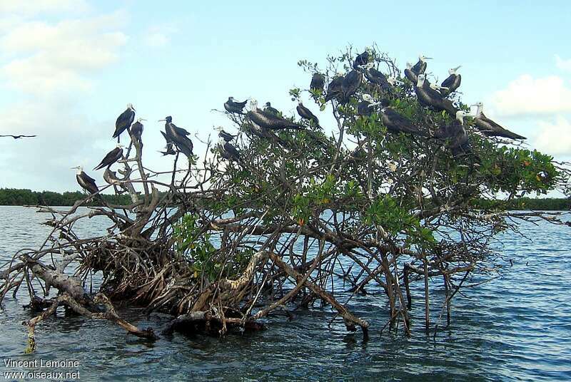 Magnificent Frigatebird, habitat, Behaviour