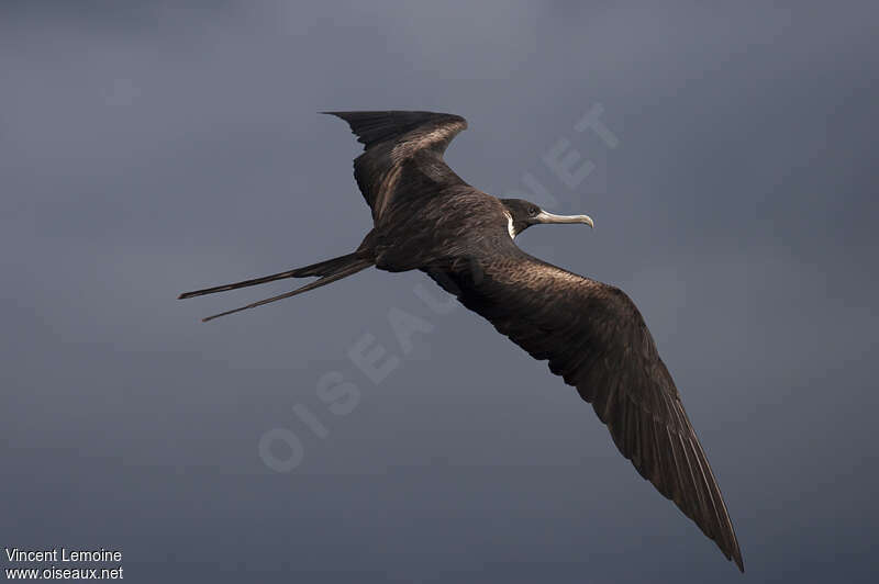 Magnificent Frigatebird female adult, Flight