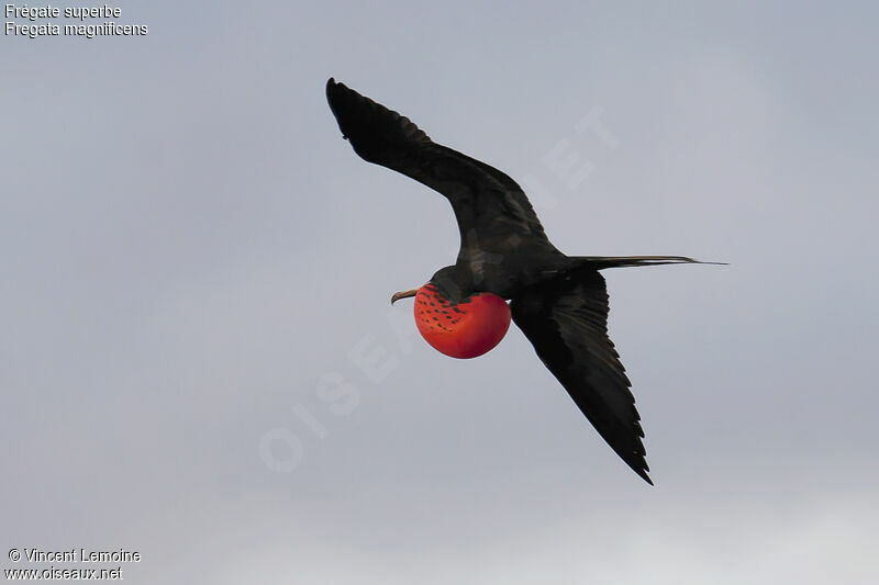 Magnificent Frigatebird male adult