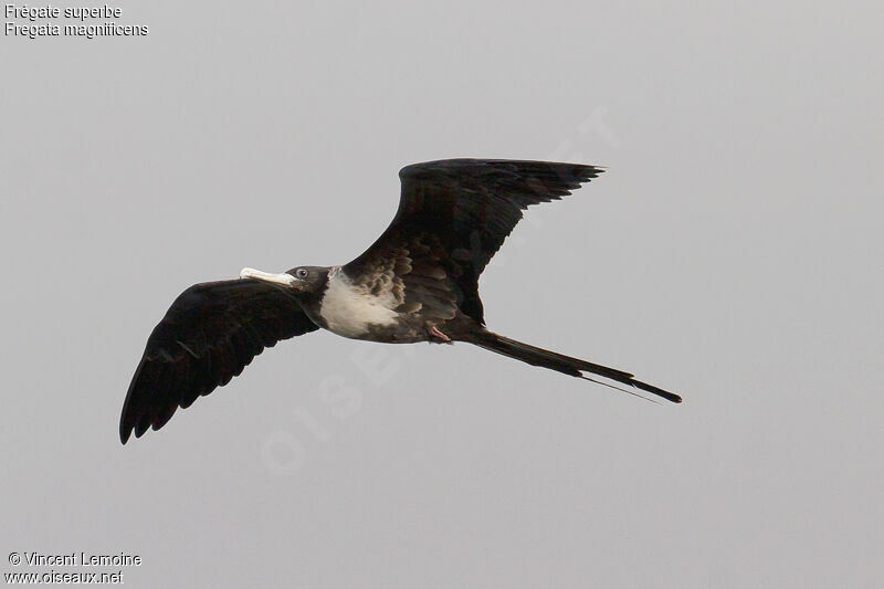 Magnificent Frigatebird female adult