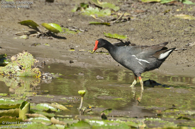 Common Gallinuleadult, close-up portrait