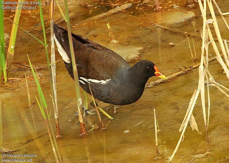 Gallinule poule-d'eauadulte