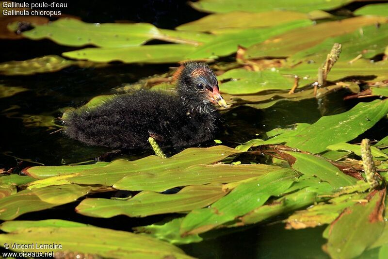 Common Moorhen