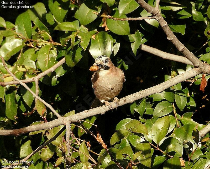 Eurasian Jay