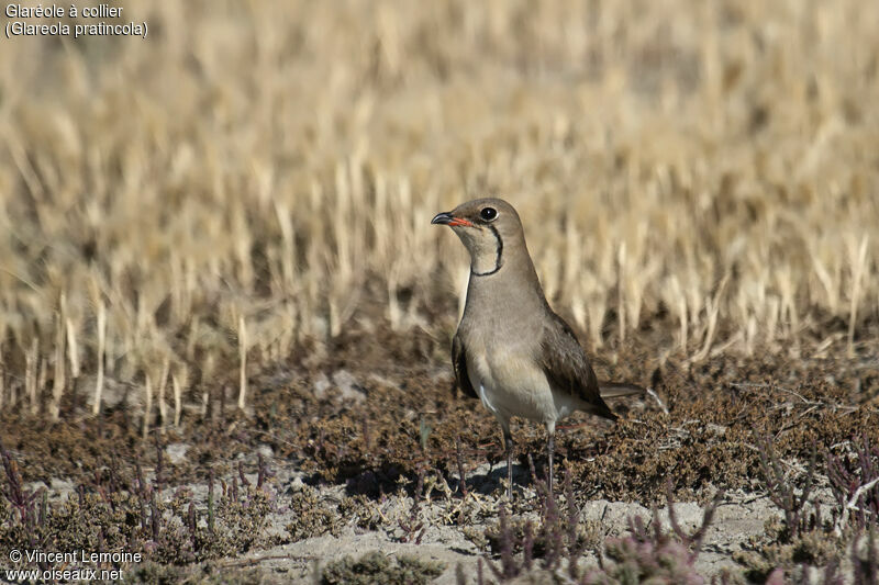 Glaréole à collieradulte nuptial, identification, portrait