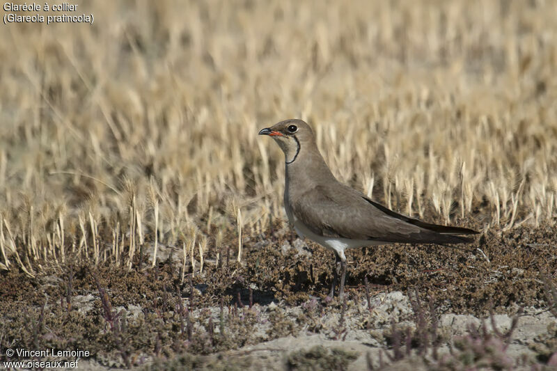 Collared Pratincoleadult breeding, identification, close-up portrait