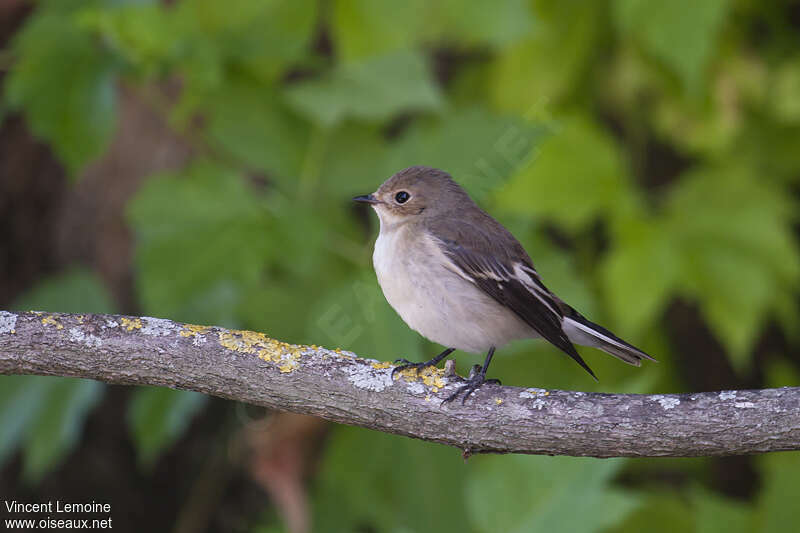 European Pied Flycatcher