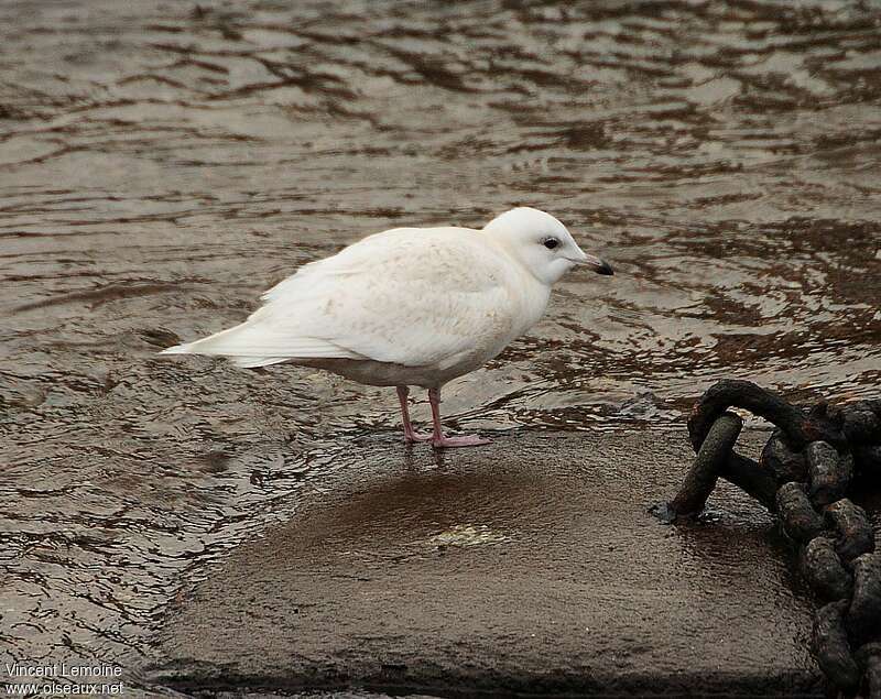 Iceland GullSecond year, identification