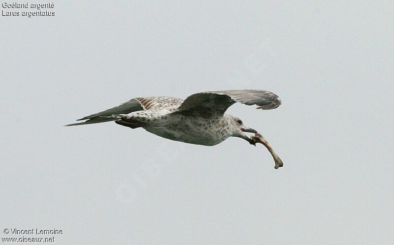 European Herring Gull