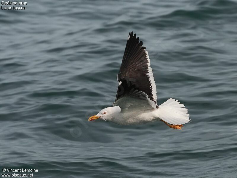 Lesser Black-backed Gulladult, Flight