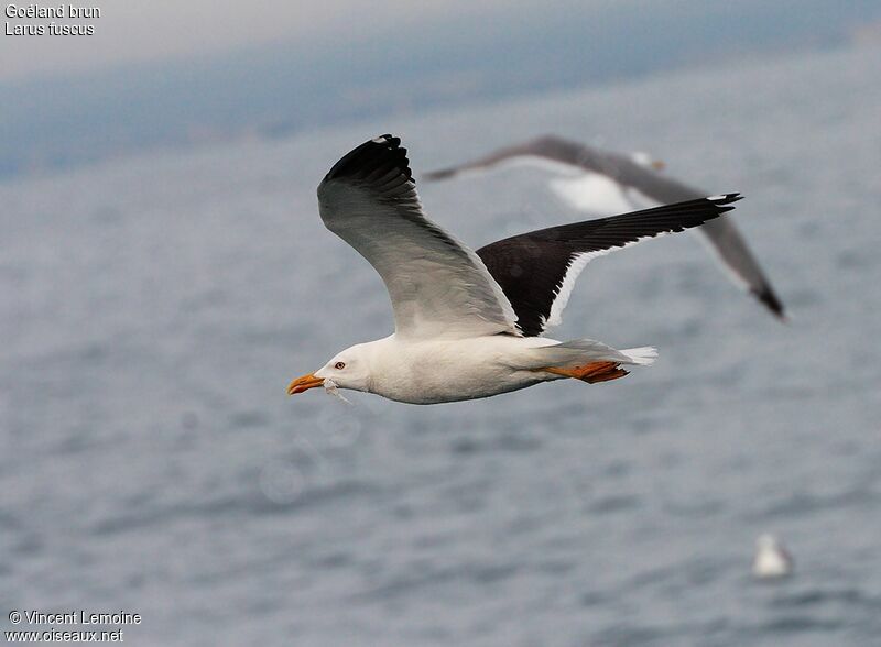 Lesser Black-backed Gulladult, Flight