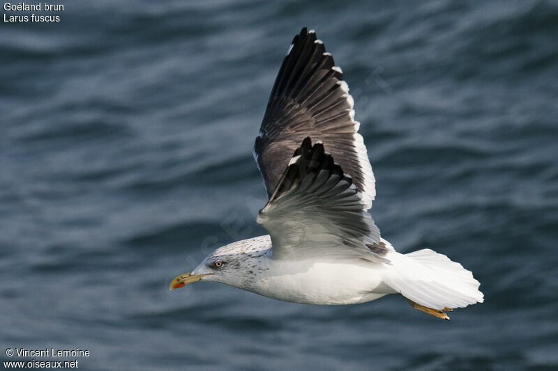 Lesser Black-backed Gull