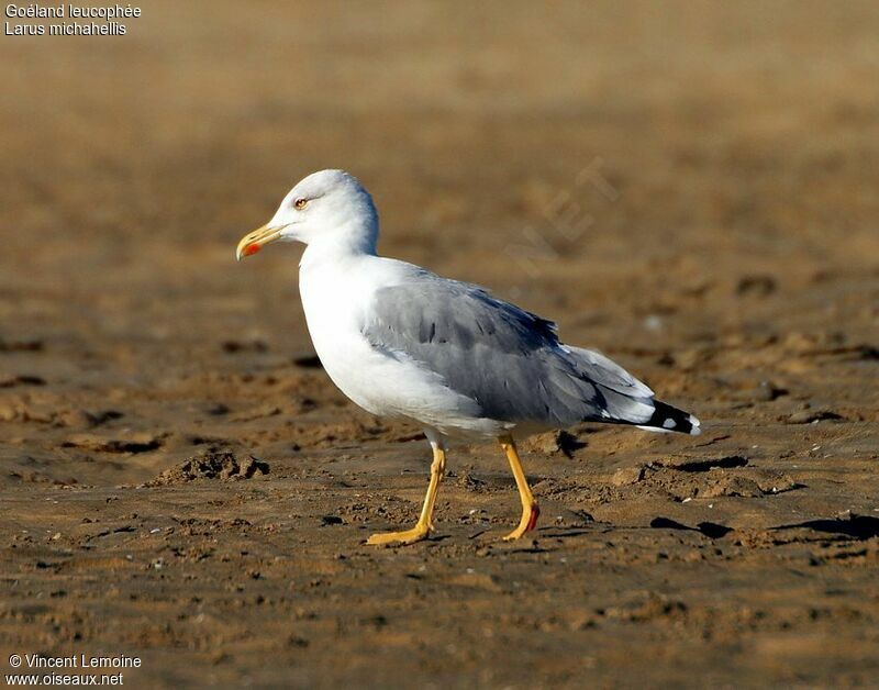 Yellow-legged Gull