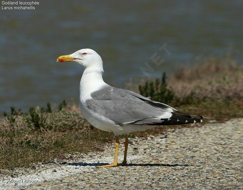 Goéland leucophéeadulte