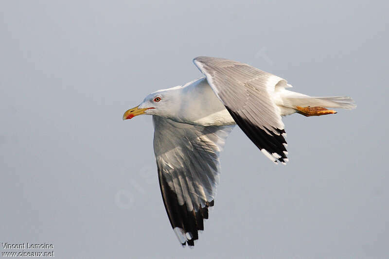 Yellow-legged Gulladult, aspect, pigmentation, Flight