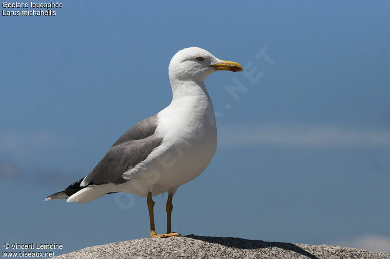 Yellow-legged Gulladult