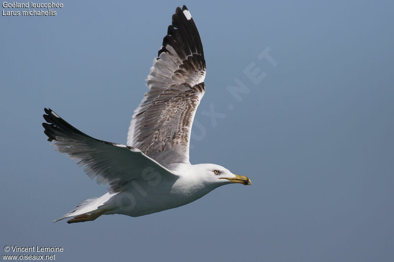 Yellow-legged Gull