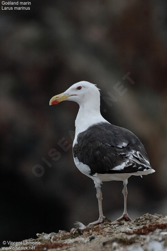 Great Black-backed Gull