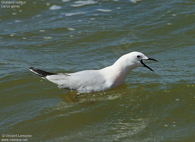 Slender-billed Gulladult breeding