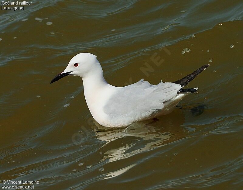 Slender-billed Gulladult breeding