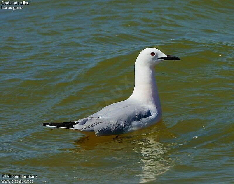 Slender-billed Gulladult breeding