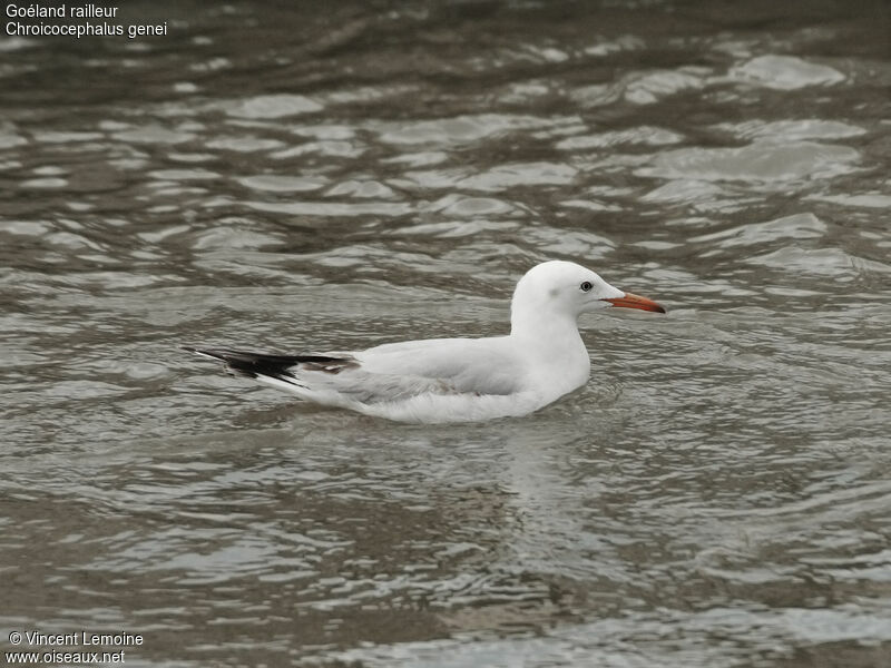 Slender-billed Gull