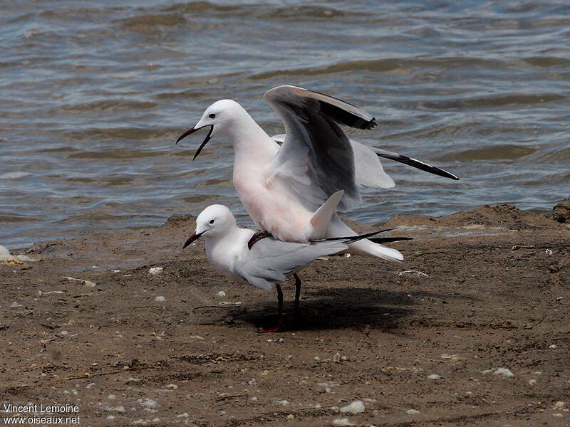 Goéland railleuradulte nuptial, accouplement.