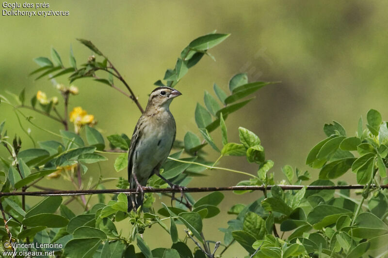 Bobolink