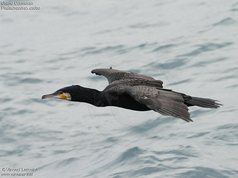 Great Cormorant