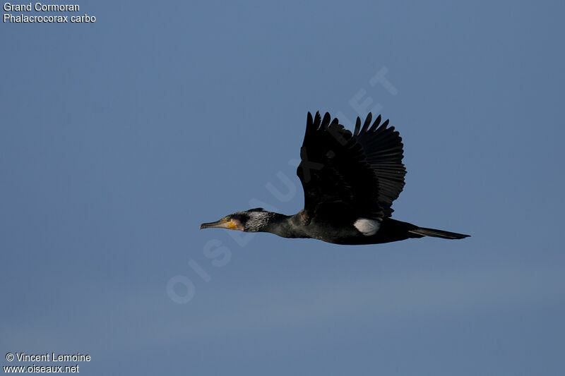 Great Cormorantadult